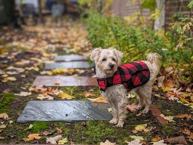 ../2023/11/18-1206-nixie-autumn.jpg