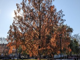../2023/11/23-1411-tree-autumn.jpg