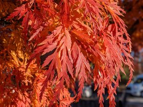 ../2023/11/23-1418-tree-autumn.jpg