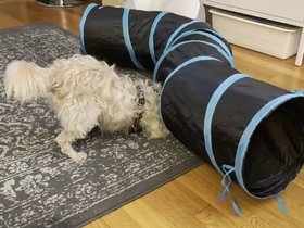 26-2216-nixie.mp4