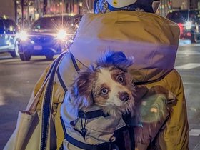../2023/12/06-1701-street-dog.jpg