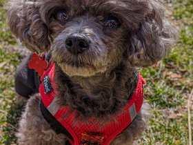 ../2024/03/17-1431-bella.jpg