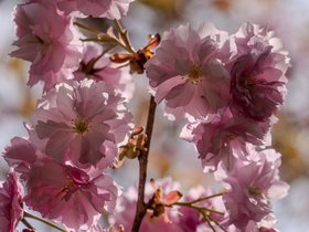 ../2024/04/27-1223-tree-flower.jpg