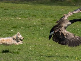 ../2024/04/28-1315-nixie-geese.jpg