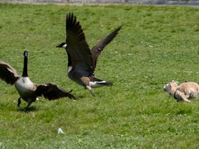../2024/04/28-1315-nixie-geese_1.jpg