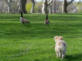 ../2024/04/28-1403-nixie-geese.jpg