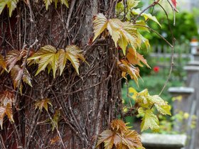 05-1228-tree.jpg