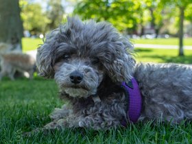 10-1216-bella.jpg