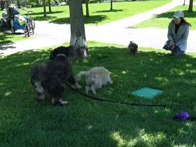 10-1222-nixie-dogs.mp4