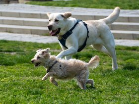 ../2024/05/10-1608-dog-nixie-fetch.jpg