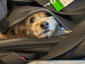 ../2024/05/25-1007-nixie-airport.jpg