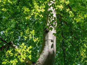 26-1431-tree.jpg