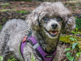 31-1210-bella.jpg