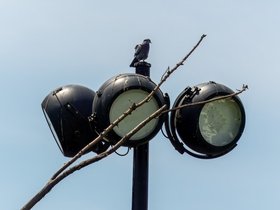 ../2024/06/04-1359-lamp-bird.jpg