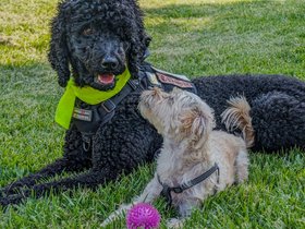 ../2024/06/12-1709-dog-nixie.jpg