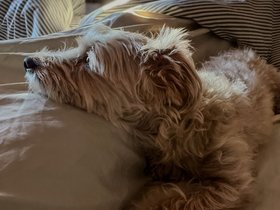 ../2024/07/19-0653-nixie-morning.jpg