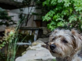 ../2024/08/16-1557-garden-nixie.jpg