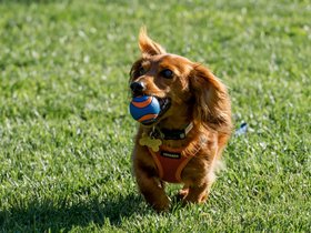 ../2024/08/30-1630-dog.jpg