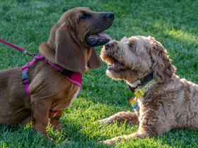 ../2024/08/30-1721-dog.jpg