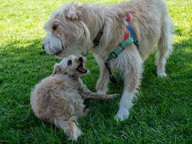 ../2024/09/15-1523-dog-nixie.jpg
