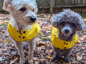 ../2024/11/21-1142-bella-dog-nixie.jpg