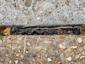 17-1408-street-new_orleans-LA.jpg