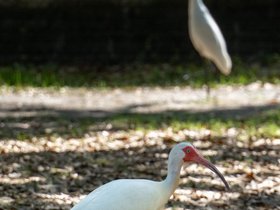 18-1139-new_orleans-LA-park-bird.jpg