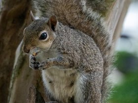 19-0835-squirrel-new_orleans-LA.jpg