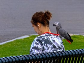 29-1717-street-girl-park-parrot-library.jpg