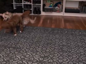 07-2319-dogs-nixie.mp4