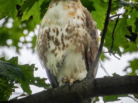 08-1449-hawk-bird-park.jpg