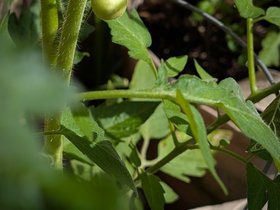 ../2025/06/23-0942-plant-tomato.jpg