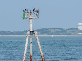 ../2025/08/03-1503-carson_beach-MA-bird.jpg
