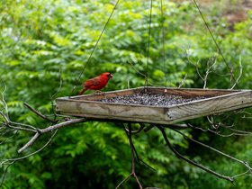 ../2025/08/13-1038-bird-asheville-NC.jpg
