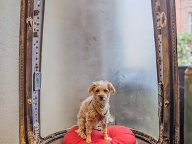 ../2025/08/14-1356-asheville-NC-nixie.jpg