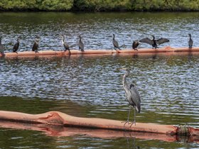 ../2025/09/21-1359-charles_river-MA-bird-heron-cormorants.jpg