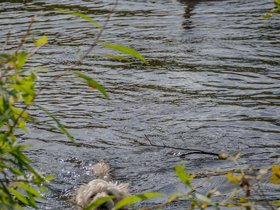 ../2025/09/21-1429-charles_river-MA-nixie-geese-bird.jpg