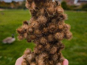 25-1336-charles_river-MA-plant.jpg