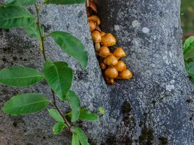 26-1634-tree-cemetery-mt_auburn-MA.jpg