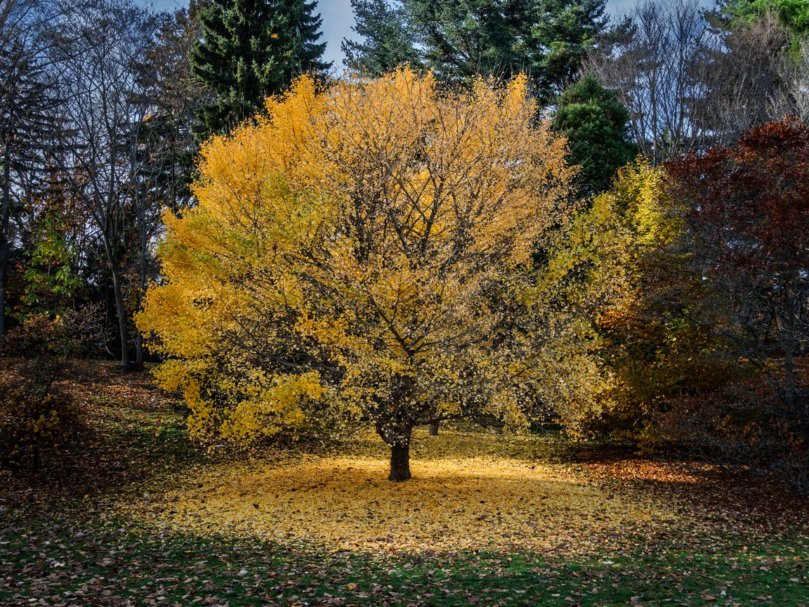 autumn graveyard