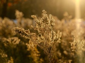 ../2025/11/08-1656-autumn-plant-sunset-fresh_pond-MA.jpg