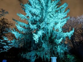 19-2101-solstice-night-light-cemetery-tree-mt_auburn-MA.jpg