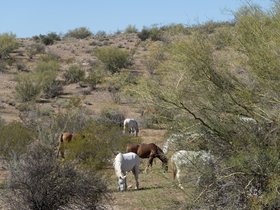 ../2026/03/03-1058-AZ-horse.jpg