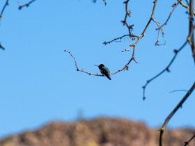 ../2026/03/03-1114-AZ-bird.jpg