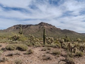 ../2026/03/04-1027-desert-AZ-plant.jpg