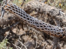 ../2026/03/04-1048-desert-AZ-plant.jpg