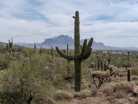 ../2026/03/04-1130-desert-AZ-plant.jpg