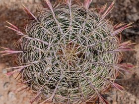 ../2026/03/04-1135-desert-AZ-plant.jpg