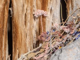 ../2026/03/04-1139-desert-AZ-plant.jpg