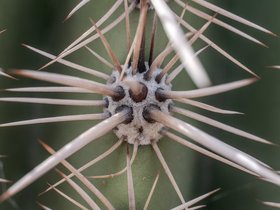 ../2026/03/04-1140-desert-AZ-plant.jpg
